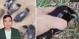 Surco: reportan envenenamiento masivo de palomas y vecinos revelan lo impensable