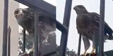 Registran halcones peregrinos en San Borja: se alimentan de palomas y son bastante rápidas