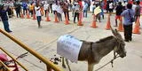 Chiclayo: Comerciantes protestan frente a municipalidad y llevan burro ante alcalde