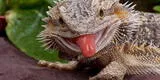 Mascotas: Los cuidados del dragón barbudo