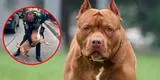 ¿Justificado o excesivo? Policía dispara y mata a perro que atacó a su compañero en plena intervención
