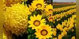 ¿Qué tipos de flores amarillas regalar este 21 de septiembre y sorprender a esa persona?