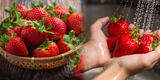 ¿Lavas bien tus fresas? Descubre el secreto para eliminar pesticidas y consumirlas de forma segura