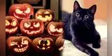 ¡Halloween sin sustos para tu gato! Descubre cómo cuidarlo el 31 de octubre