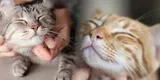 ¿Mi gato es feliz? Descubre el lenguaje secreto de estos felinos para una buena convivencia
