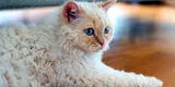Cómo saber si el Laperm es la raza de gato ideal para ti, según sus características