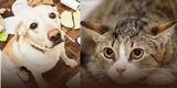 ¿Cómo tratar la ansiedad en nuestras mascotas?