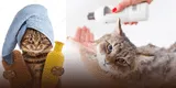 Baño en seco para gatos: ¿es saludable?