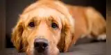 Los MEJORES métodos para calmar a tu perro en momentos de pánico, según expertos