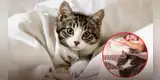 Conoce los beneficios de dormir con tu gato