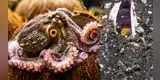 ¡Pulpo francotirador! Captan momento inédito de su habilidad para lanzar piedras contra sus enemigos