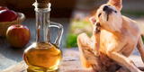 Elimina las pulgas de tu perro sin químicos: descubre cómo utilizar el vinagre de manzana