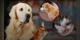 Hongos en mascotas: causas y tratamiento