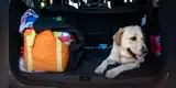 Viajar con tu mascota: consejos para una experiencia segura y cómoda