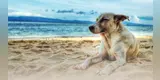 Protege a tu mascota: consejos para un día de playa sin preocupaciones