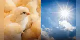Tips para cuidar de tus pollitos durante el verano
