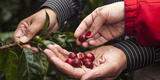 El rol clave de la mujer caficultora en el desarrollo del café peruano
