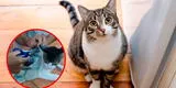 ¡Insólito! Capturan a un 'GATO NARCO' cuando estaba ingresando droga a un penal en Costa Rica