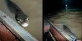 Gigantesca boa aparece en el río Ucayali y pone a temblar a pescadores: video muestra el susto que sufrieron