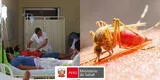 Fiebre amarilla se expande y alerta al Perú: regiones afectadas y cifras de contagios y muertes, según Minsa
