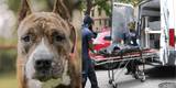 Último momento | Bebé de un mes muere tras brutal ataque de su perro en Nueva York mientras sus padres dormían