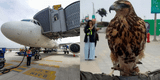 Halcón y 11 gavilanes protegerán el cielo del nuevo aeropuerto Jorge Chávez