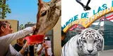 Parque de las Leyendas ofrece entradas gratis para este feriado 7 de junio: descubre quiénes podrán obtenerlas