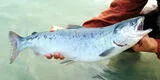 Alertan sobre pescado venenoso con presencia de hasta 70 parásitos: se trata de uno que consumen con frecuencia en casa