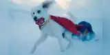 ¿Quién es Krypto? El superperro que debutará en 'Superman' y ha enamorado a todos los fans de DC Cómics