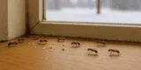 Lo que revelan las hormigas en tu casa en invierno: el significado que te sorprenderá