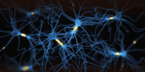 ¡Alimenta tu cerebro! Estos 7 alimentos estimulan el crecimiento de NEURONAS, según la ciencia