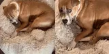 Todos la ignoraron: así fue el día más triste en la vida de esta perrita en adopción