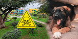 Vecinos de SURCO denuncian envenenamiento MASIVO de perros en parque: “Solo olfatearon el pasto y MURIERON”