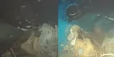 Lanzaron una vaca a las profundidades del mar de China: científicos querían simular el hundimiento de una ballena