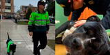 De la calle a ser parte de la PNP: Policías rescatan a perrito abandonado y ahora vive en comisaría