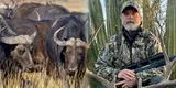 De cazador a víctima: Búfalo mata a millonario que lo perseguía para cazarlo durante safari en Sudáfrica