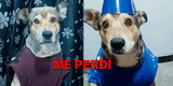 Clamor desesperado en Los Olivos: familia implora ayuda para hallar a su perrito herido y perdido