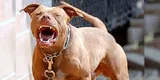 ¡Terror en Los Olivos! Peligroso PITBULL aterroriza vecinos con feroces ataques: ya ha matado otras mascotas