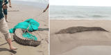 Reportan enorme cocodrilo de casi dos metros nadando en concurrida playa peruana y aterra a bañistas