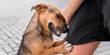 ¿Qué significa el tierno acto de acariciar perros en la calle, según la psicología?