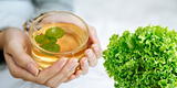 Beneficios del té de lechuga para dormir mejor y reducir el estrés
