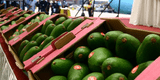 ¡Alerta fronteriza! Bolivia pone bajo la lupa a la palta peruana por supuestos niveles peligrosos de cadmio