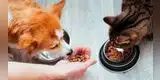 ATENCIÓN | Ordenan RETIRAR estos alimentos para perros y gatos: Su consumo causaría muerte inmediata