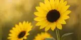 FRASES de flores amarillas para regalar HOY: 50 mensajes BONITOS y románticos para dedicar