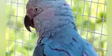 Nace en zoológico belga un GUACAMAYO AZUL de Brasil, extinto en la naturaleza hace 25 AÑOS