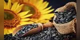 Propiedades y beneficios de las semillas de girasol: por estas razones los nutricionistas las recomiendan