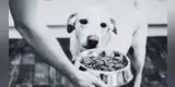 Alerta para dueños de mascotas: retiran comida para perros por posible contaminación, según FDA