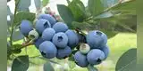 ¿Para qué sirve el arándano azul? Conoce sus usos y ventajas para la salud