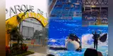 ¿Es VERDADERO o FALSO el video VIRAL del "show de orcas en el Parque de las Leyendas"? Esto respondió el zoológico peruano
