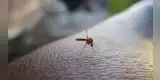 Calor RÉCORD en Texas dispara mosquitos con VIRUS del Nilo Occidental: cómo protegerte ahora